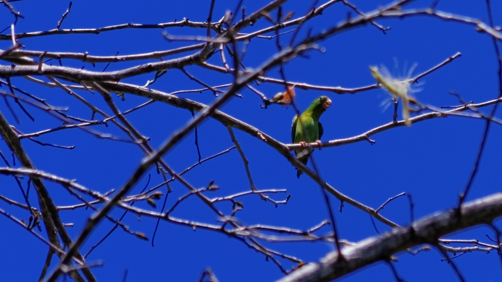 08 - Manuel Antonio NP (34) Parrot Loriquet.jpg